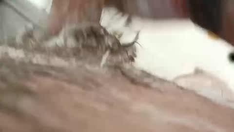 10incher198 online show from 12-20-25, 08:49