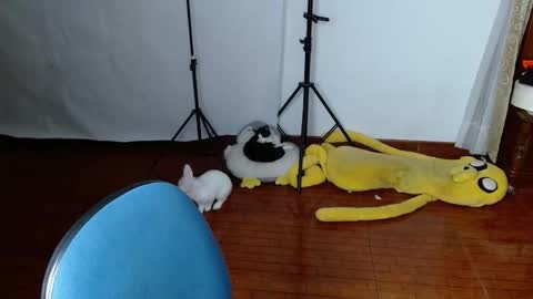 _the_dark_side_of_the_moon_ online show from 03-19-26, 01:53