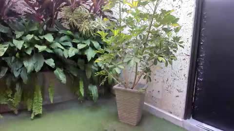 alice_simpson1 online show from 10-18-25, 11:44