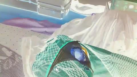 HoneyMelonGuy online show from 01-03-25, 03:16