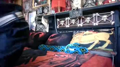 Snapshot of bazzasworld chatting on 02-18-26, 05:03 Bazza online show from 02-18-26, 05:03