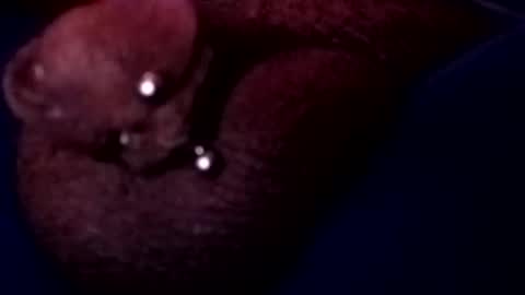 bcfalcon69 online show from 05-17-26, 03:15
