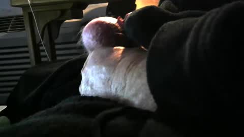 Snapshot of bear4146 chatting on 12-06-24, 03:33 bear4146 online show from 12-06-24, 03:33