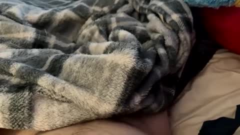 bi_guy_1993 online show from 02-24-25, 03:20