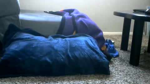 bigboybigbutt69 online show from 05-25-26, 11:00