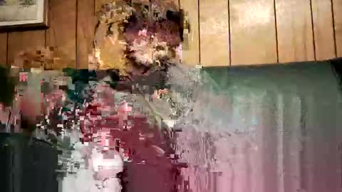 Snapshot of bigwytecock1979 chatting on 02-03-25, 01:52 bigwytecock1979 online show from 02-03-25, 01:52