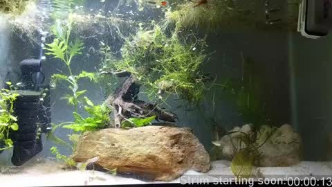 Booker Baxton online show from 12-24-24, 04:11