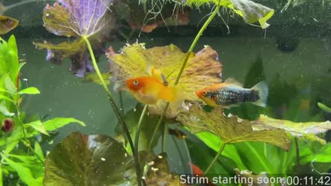 Booker Baxton online show from 01-02-25, 03:58