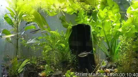 Booker Baxton online show from 01-07-25, 03:57