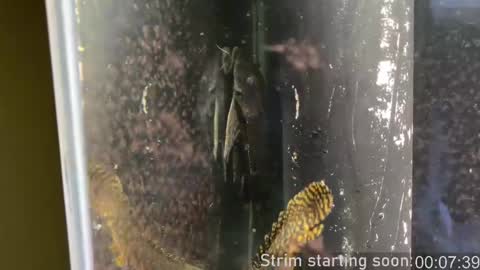 Booker Baxton online show from 02-12-25, 04:01