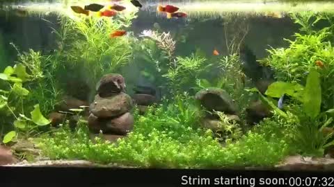 Booker Baxton online show from 10-07-25, 03:04