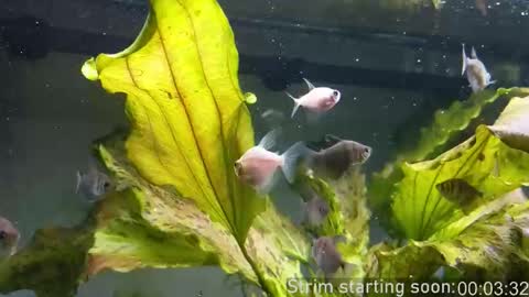 Booker Baxton online show from 10-15-25, 03:06