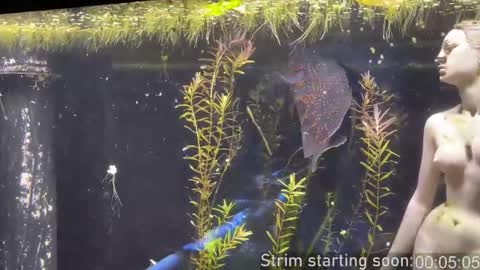 Booker Baxton online show from 01-11-26, 04:06