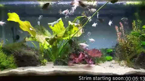 Booker Baxton online show from 01-15-26, 04:06