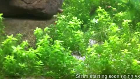 Booker Baxton online show from 02-17-26, 03:58