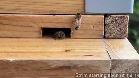 Booker Baxton online show from 03-04-26, 04:07