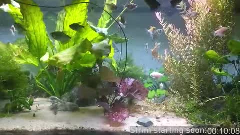 Booker Baxton online show from 03-17-26, 03:00