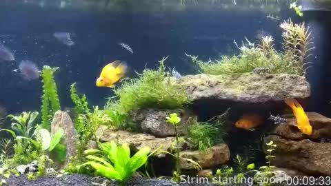 Booker Baxton online show from 03-26-26, 03:01