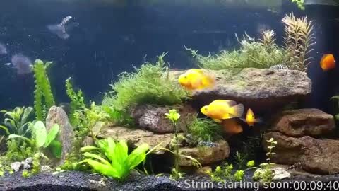 Booker Baxton online show from 04-11-26, 03:00