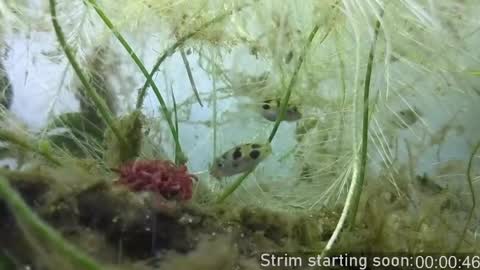 Booker Baxton online show from 04-18-26, 03:10