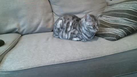 Snapshot of buck_camstar chatting on 01-08-25, 04:22 Buck online show from 01-08-25, 04:22