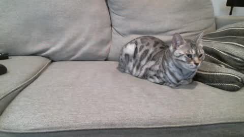 Snapshot of buck_camstar chatting on 03-03-25, 03:42 Buck online show from 03-03-25, 03:42