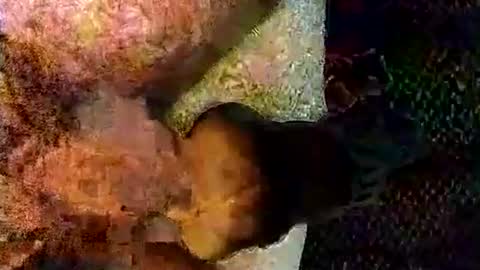 catdaddy179057 online show from 03-06-26, 11:17