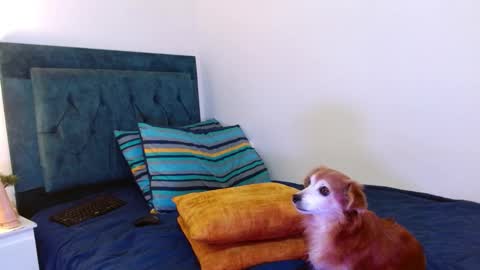 Snapshot of cedrixx10 chatting on 10-25-25, 01:02 Cedrixx10 online show from 10-25-25, 01:02