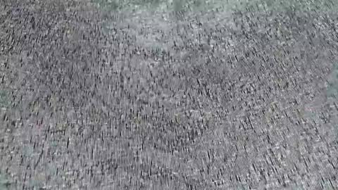 Snapshot of choccoa chatting on 06-20-26, 10:18 Daisy online show from 06-20-26, 10:18