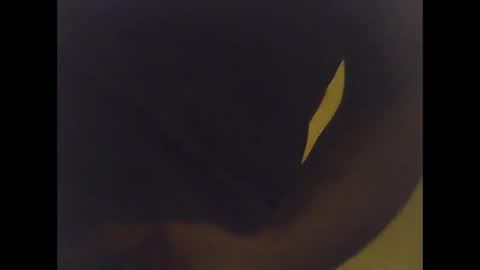 cobra1092 online show from 02-02-26, 06:01