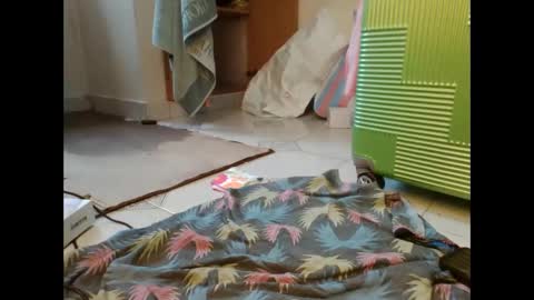 coco vixen9 online show from 11-29-25, 09:12