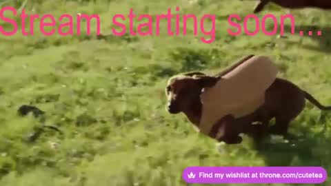 Cutetea online show from 12-09-24, 02:45