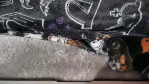 dabangaz4life online show from 01-17-26, 08:41