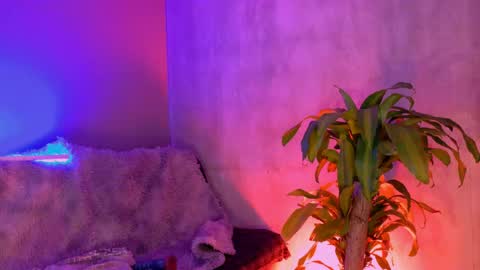 danita_veelz online show from 06-05-26, 10:37