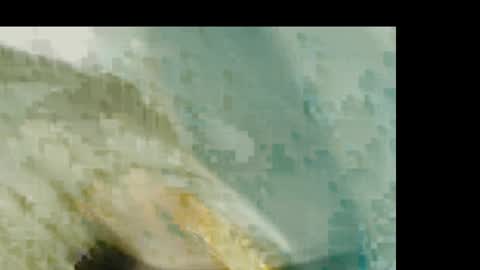 dandeb online show from 01-19-26, 01:26