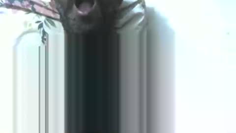 Snapshot of dickruss0070003 chatting on 01-09-26, 05:37 dick rus online show from 01-09-26, 05:37