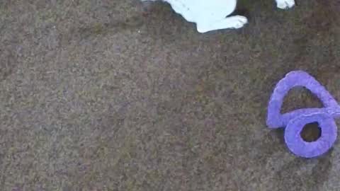 Snapshot of dollniki chatting on 10-29-25, 10:06 Niki Doll online show from 10-29-25, 10:06