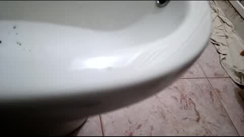 dthedog12 online show from 02-24-25, 07:52