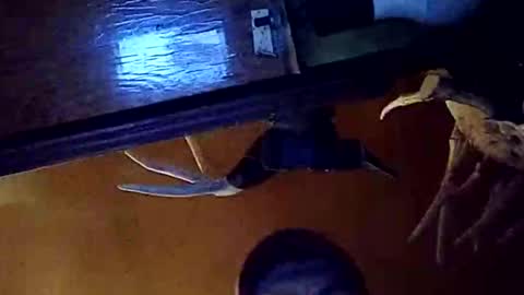 Snapshot of dukester36 chatting on 05-26-26, 03:46 dukester36 online show from 05-26-26, 03:46