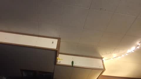 Fae online show from 03-12-25, 06:40