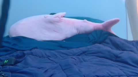 FE fee online show from 02-27-25, 09:25