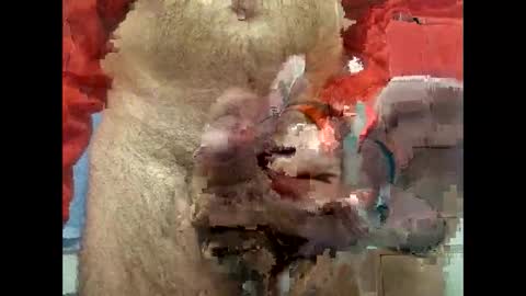 Snapshot of flippe64 chatting on 02-05-25, 10:08 flippe64 online show from 02-05-25, 10:08