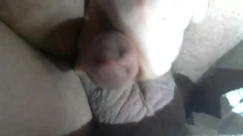 Snapshot of freestyler274 chatting on 02-05-25, 07:07 Call me Daddy online show from 02-05-25, 07:07