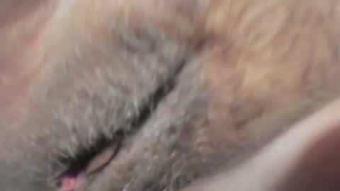 Snapshot of frumcake chatting on 01-10-25, 12:27 FrumCake online show from 01-10-25, 12:27