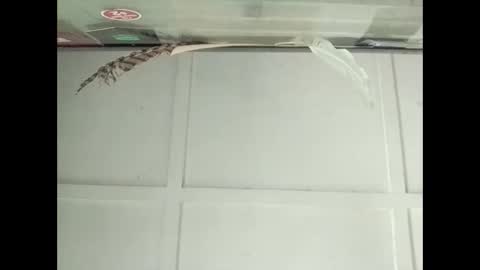 Snapshot of fucmebudoo chatting on 10-27-25, 03:10 Warwick online show from 10-27-25, 03:10