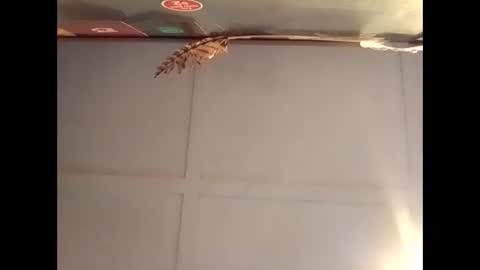 Snapshot of fucmebudoo chatting on 10-30-25, 07:10 Warwick online show from 10-30-25, 07:10