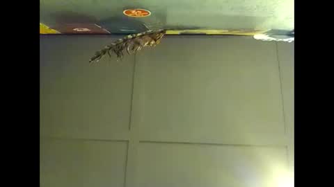 Snapshot of fucmebudoo chatting on 11-01-25, 08:27 Warwick online show from 11-01-25, 08:27