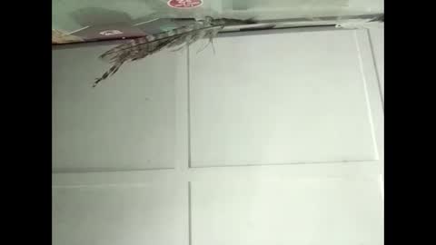 Snapshot of fucmebudoo chatting on 11-12-25, 02:34 Warwick online show from 11-12-25, 02:34