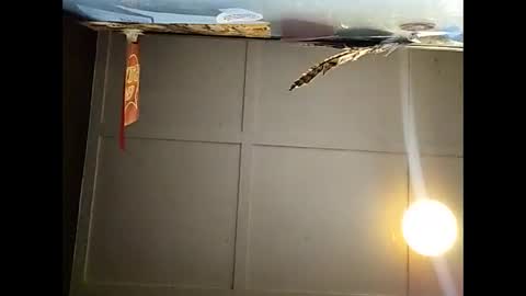 Snapshot of fucmebudoo chatting on 11-23-25, 10:59 Warwick online show from 11-23-25, 10:59