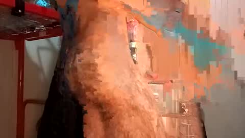 Snapshot of funny_quarantine chatting on 02-02-25, 02:24 Italian men online show from 02-02-25, 02:24